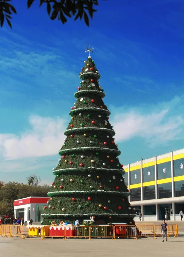 Cây thông noel ngoài trời